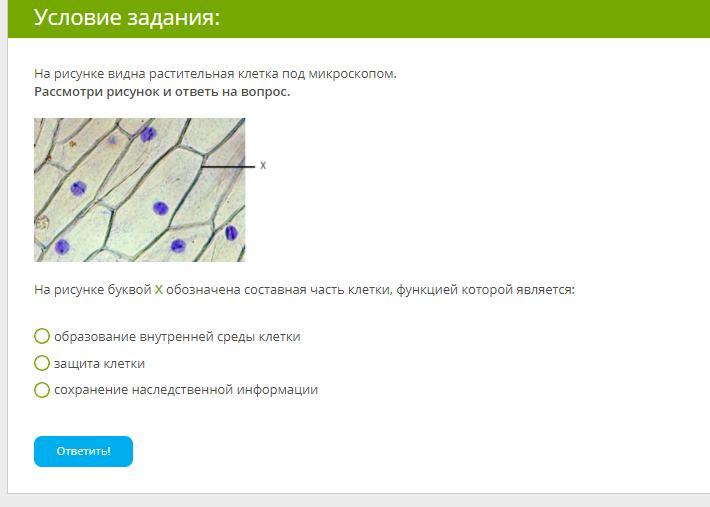 Рассмотри изображение растительной клетки и ответь на вопросы