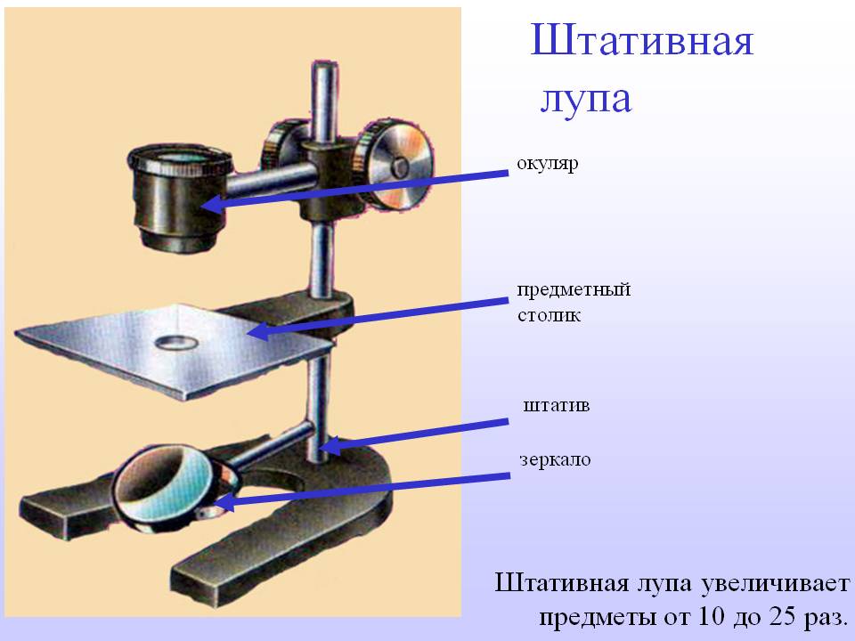 Что является основной частью лупы обеспечивающей увеличение изображения ответ