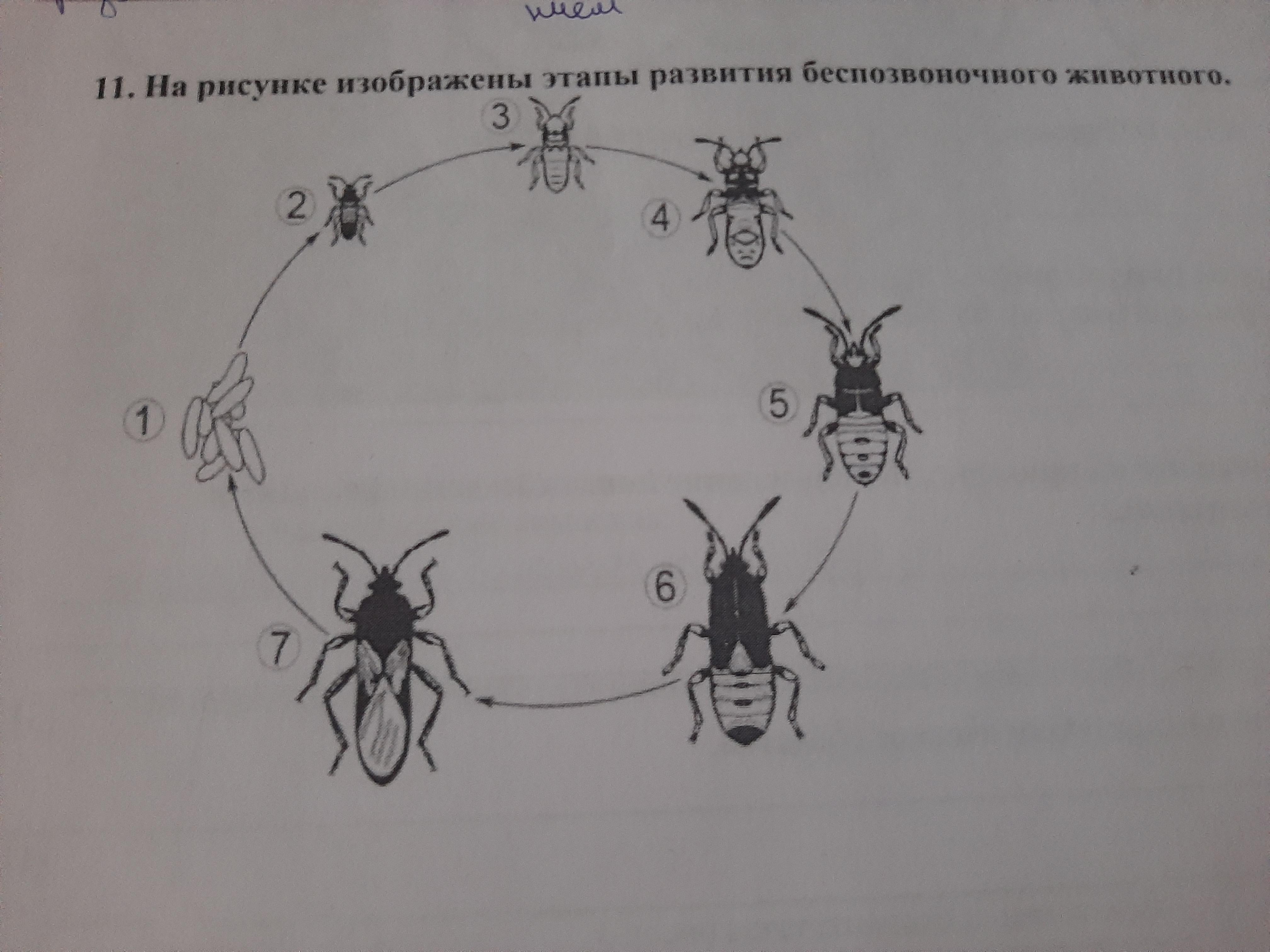 На рисунке изображены этапы развития беспозвоночного животного назовите этап под цифрой 3