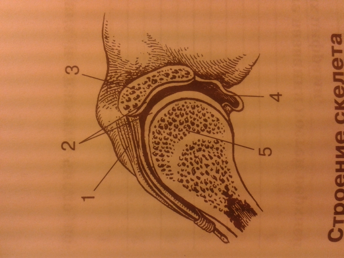 Рисунок сустава биология