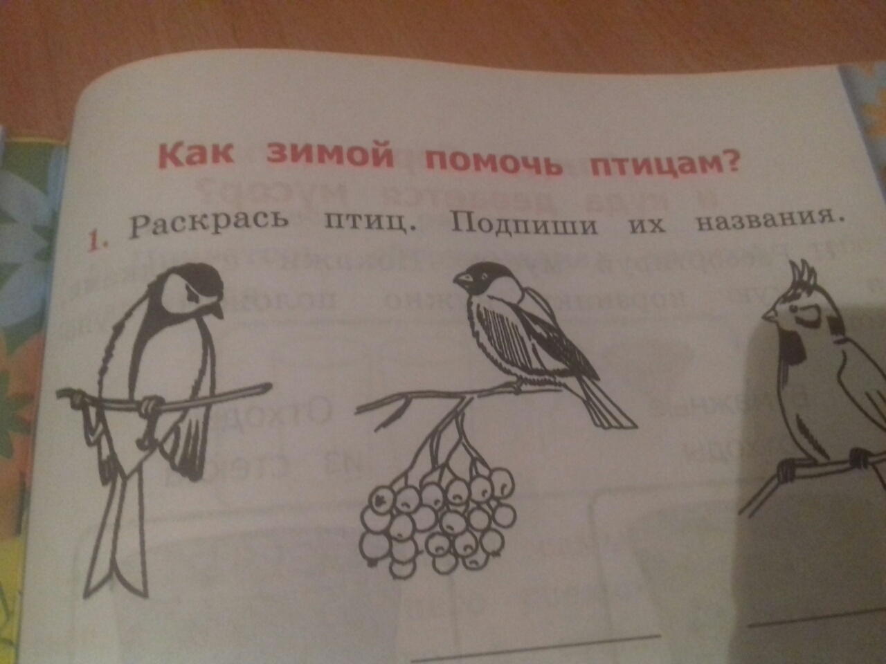 На рисунках изображены птицы. Подпиши птицу. Окружающий мир раскрась птиц. Раскрась птиц Подпиши их названия. Раскрась птиц окружающий мир 1 класс.