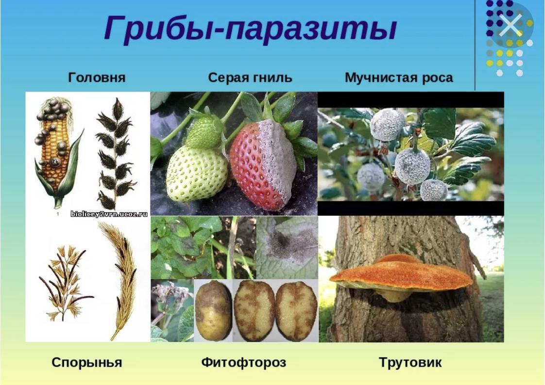 Грибы какие растения. Грибы паразиты Головня спорынья трутовики. Головня спорынья трутовик. Головня спорынья фитофтора трутовик. Грибы паразиты Головня 5 класс биология.