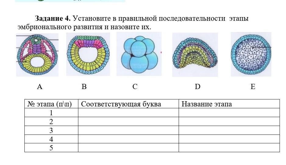 Объясните что происходит на каждом этапе эмбрионального развития представленного на рисунке