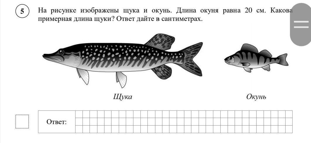 На рисунке изображена щука и окунь длина окуня 20 см