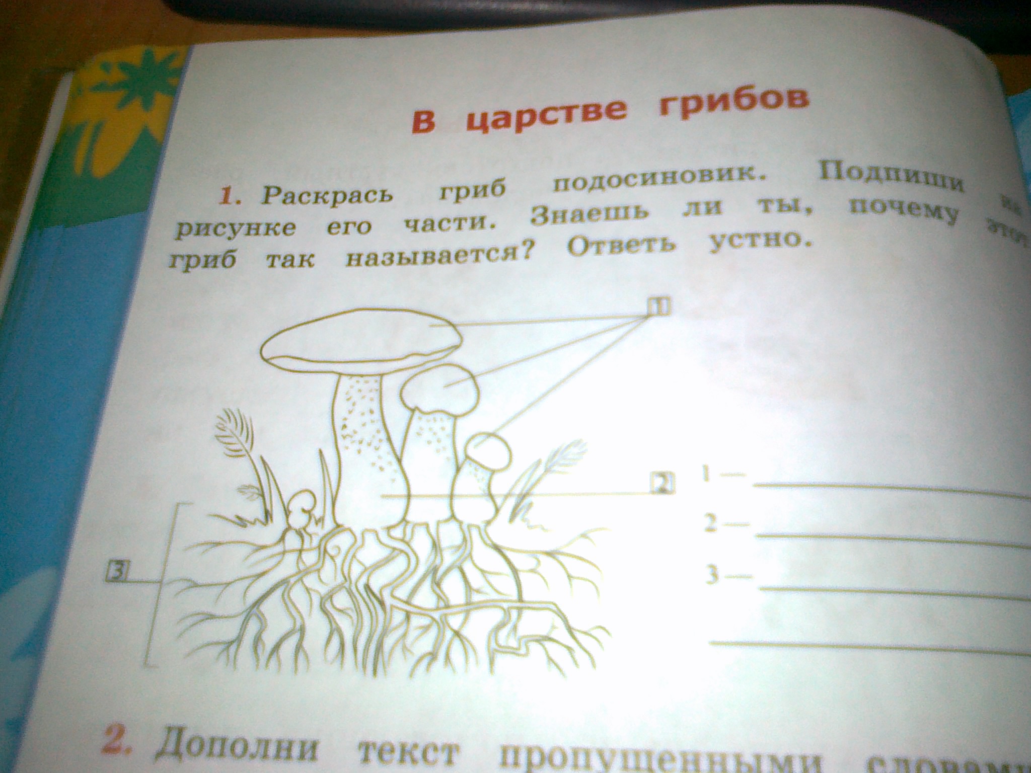 Настя рассмотрела картинки которые даны в упражнении 1 и написала это грибы растут