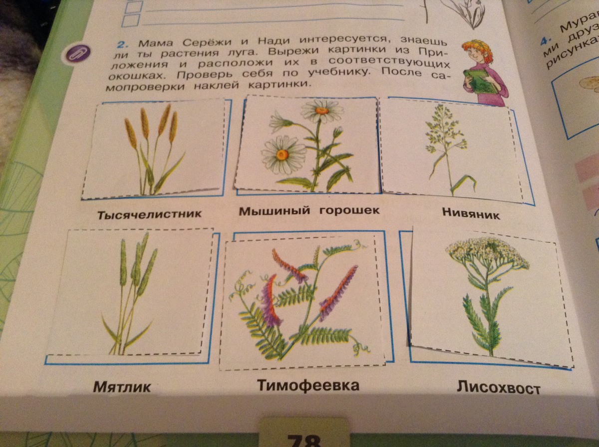 Знаешь ли ты культурные растения 3 класс. Определить растение. Определить растение по картинке окружающий мир. Соедини название растения с его изображением. Запиши названия растений.