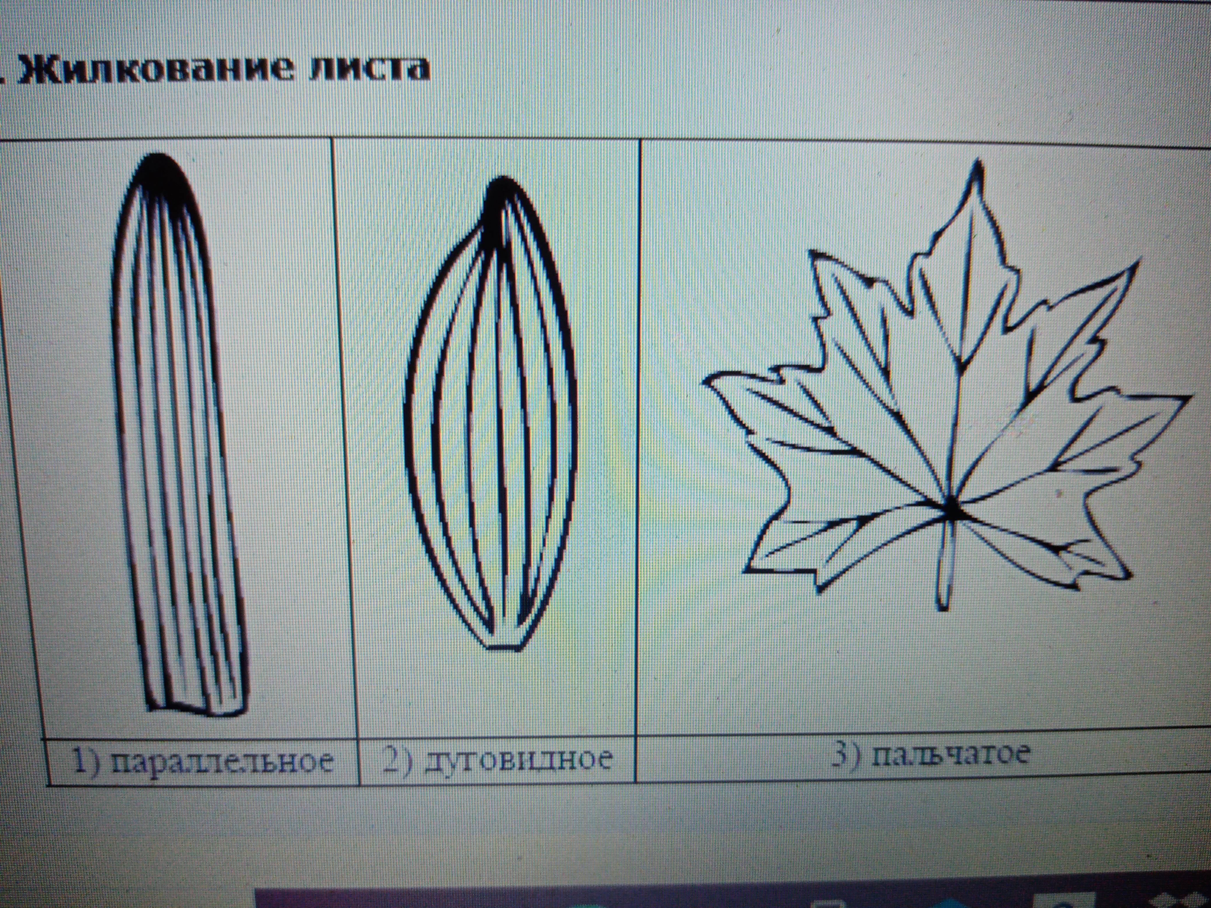 Рассмотрите фотографию листа сирени