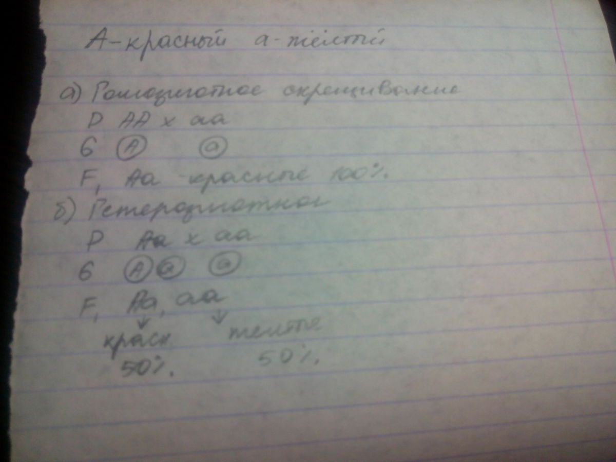 Красные плоды томата доминируют над желтыми. У томатов ген обуславливающий красный цвет. У томатов ген обуславливающий красный цвет плодов доминирует. Ген красного цвета плодов томатов доминирует над геном желтого цвета.