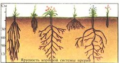 Лиственница корневая система картинка