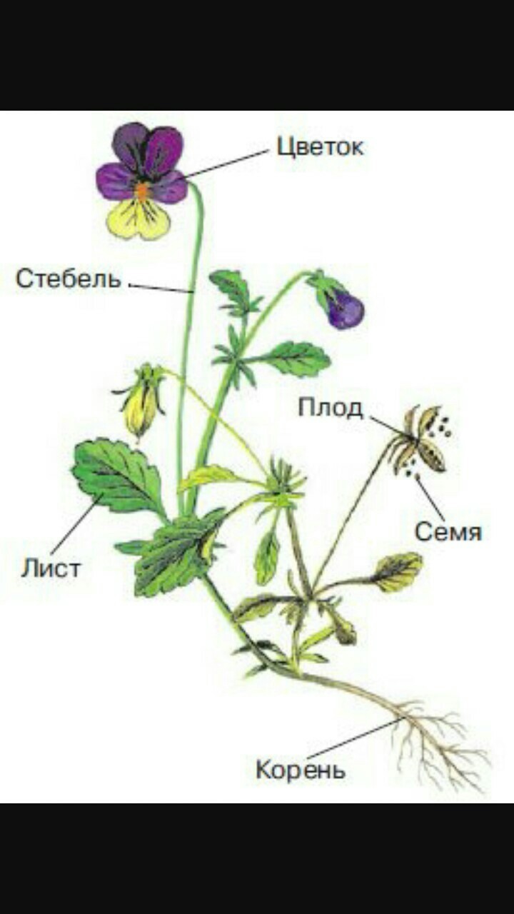 Строение фиалки рисунок