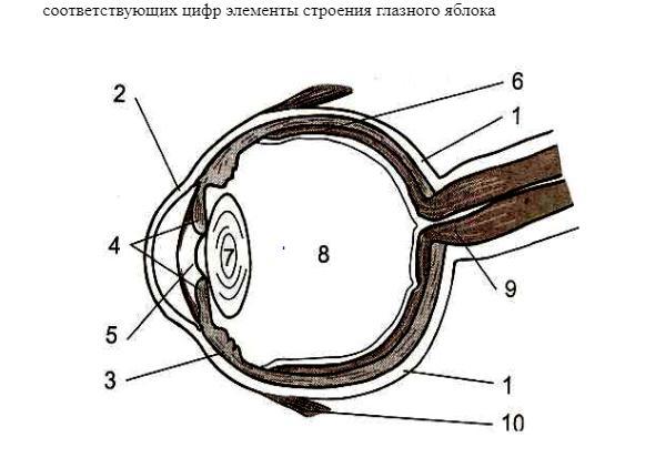 Какой цифрой на рисунке обозначена структура глаза