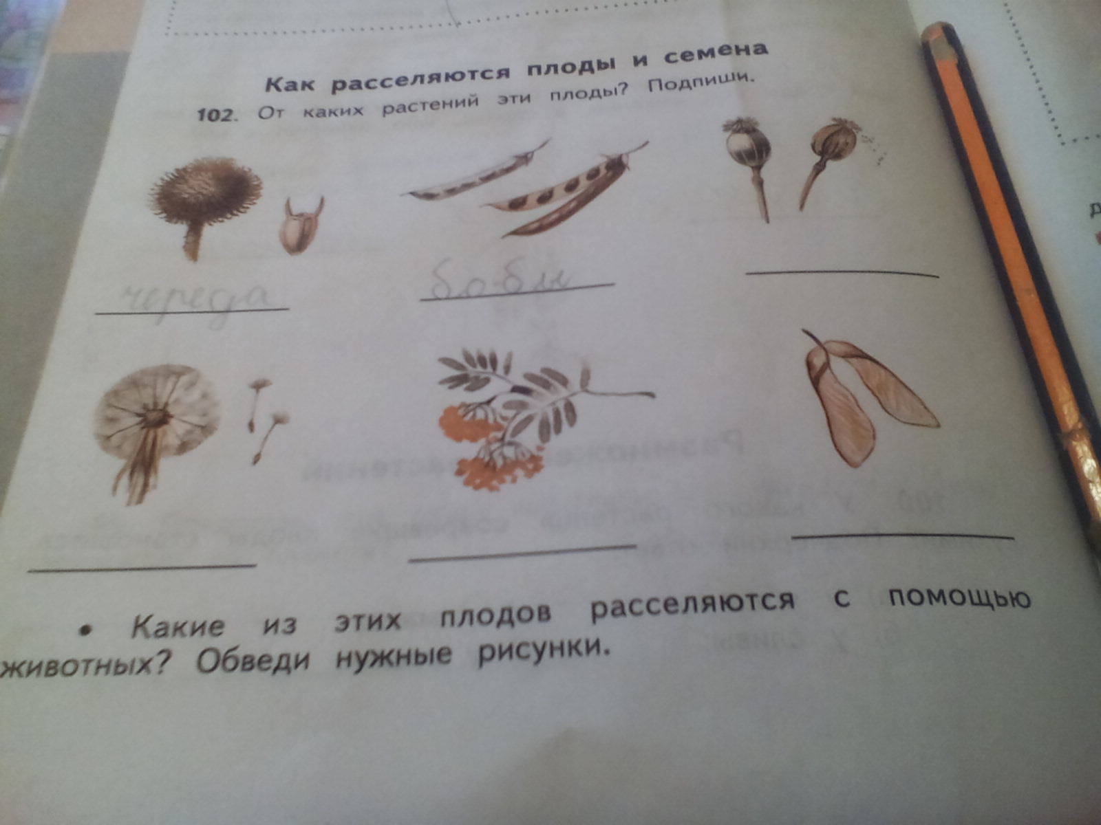 Рассмотри рисунки определи органы каких. От каких растений эти плоды Подпиши. Определи с какого растения плоды. Какие из плодов расселяются с помощью животных. От каких растений эти плоды Подпиши 3.