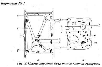 На рисунке определите клетка. Схема строения двух типов клеток эукариот. Схема строения двух типов клеток эукариот рис 28. Схема строения двух типов клеток эукариот рис. Два типа клеток схема.