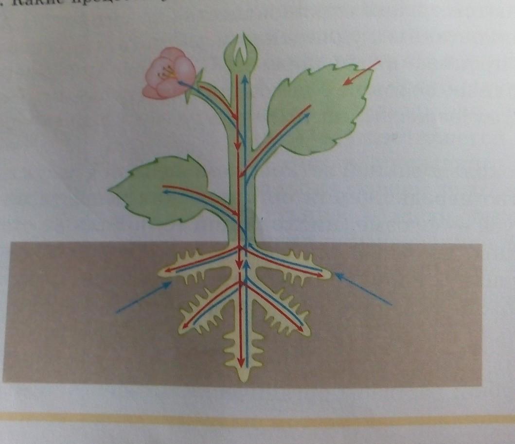 Схема транспорта в растении. Ток веществ в растении. Восходящий и нисходящий ток веществ в растении. Нисходящий поток у растений. Восходящий и нисходящий транспорт веществ в растении.