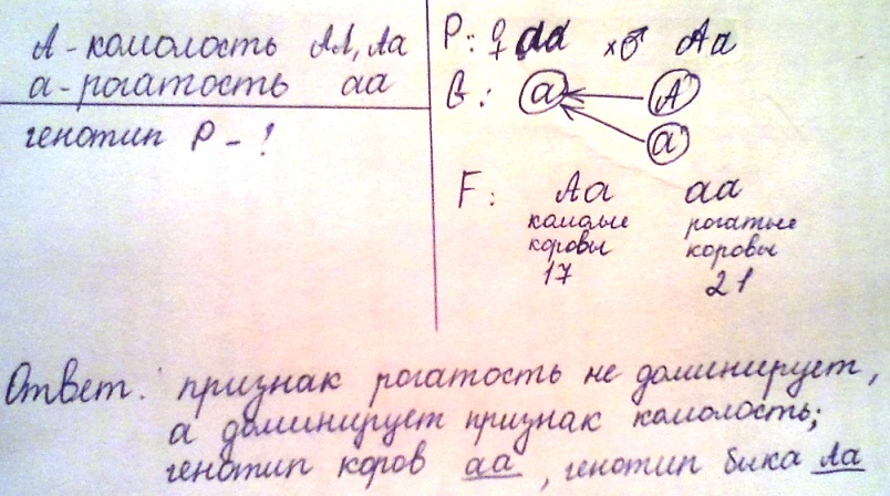 Известно что отсутствие. От скрещивания комолого быка. От скрещивания комолого быка с рогатыми. От скрещивания комолого быка с рогатыми коровами получились. Комолость у рогатого скота доминирует над рогатостью.