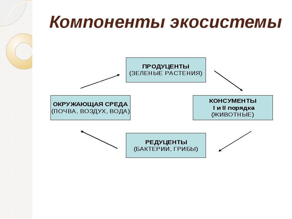 Обязательной составляющей. Функциональные компоненты экосистемы. Основные компоненты экосистемы таблица. Основные структурные компоненты экосистемы. Структурные компоненты экосистемы таблица.