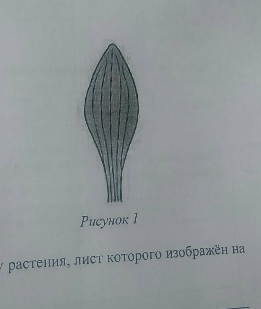 Какой тип корневой системы вероятнее всего будет у растения лист которого изображен на рисунке