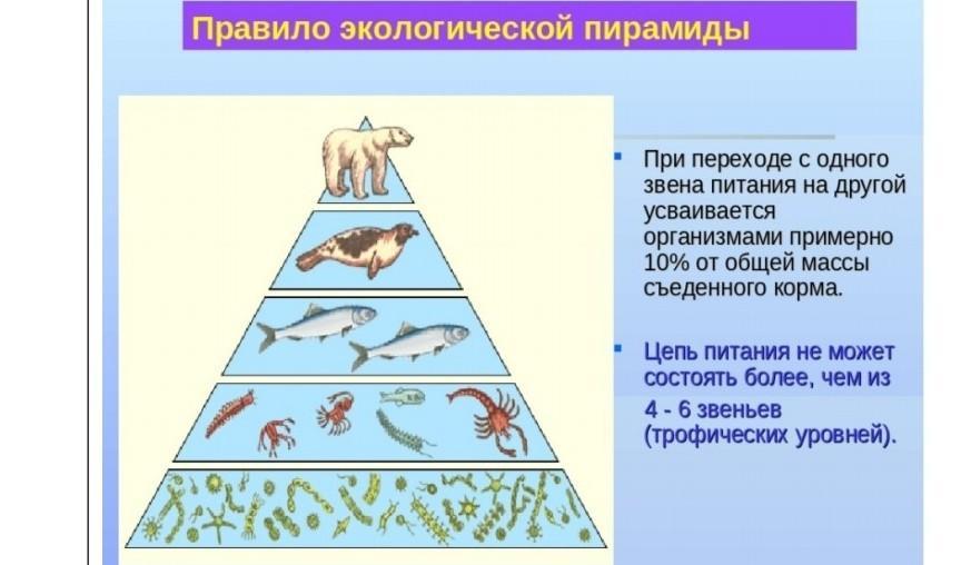 Постройте экологическую пирамиду. Упрощенная экологическая пирамида чисел. Экологическая пирамида биогеоценоза. Экологическая пирамида хвойного леса. Цепи питания и экологические пирамиды.