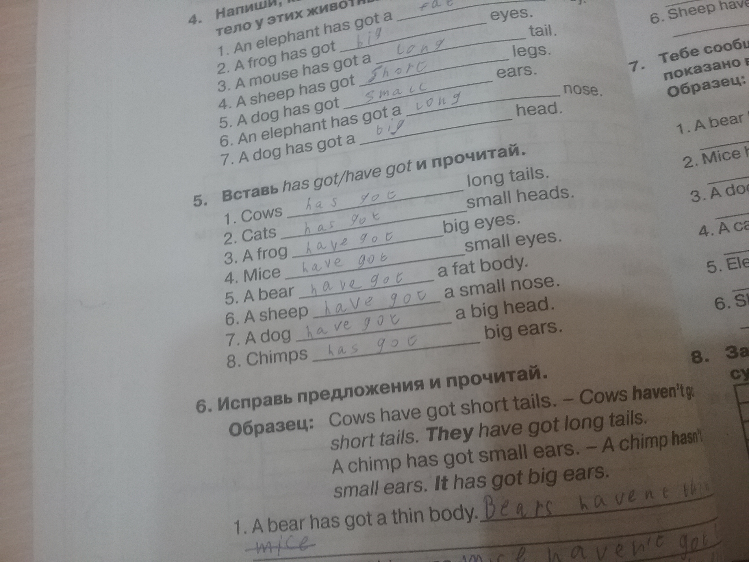 A bear has got thin body. Вставь has got have got и прочитай. Вставь has got have got и прочитай Cows. Исправь предложения и прочитай английский. Вставь has got / have got ипрчитай.