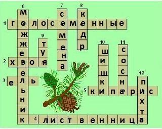 Хвойный кроссворд