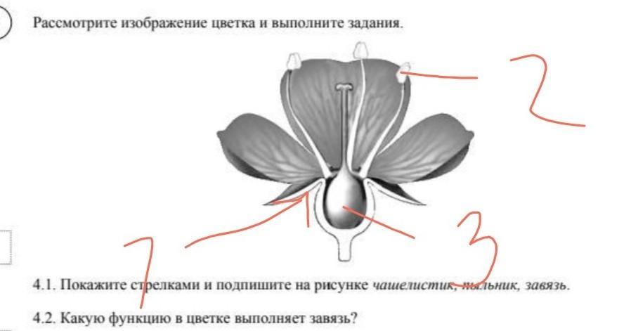 Пыльник на рисунке обозначен а о буквой