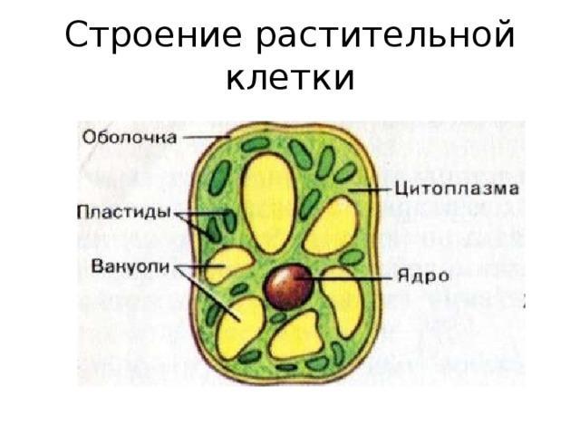 Клетка растения рисунок 5 класс