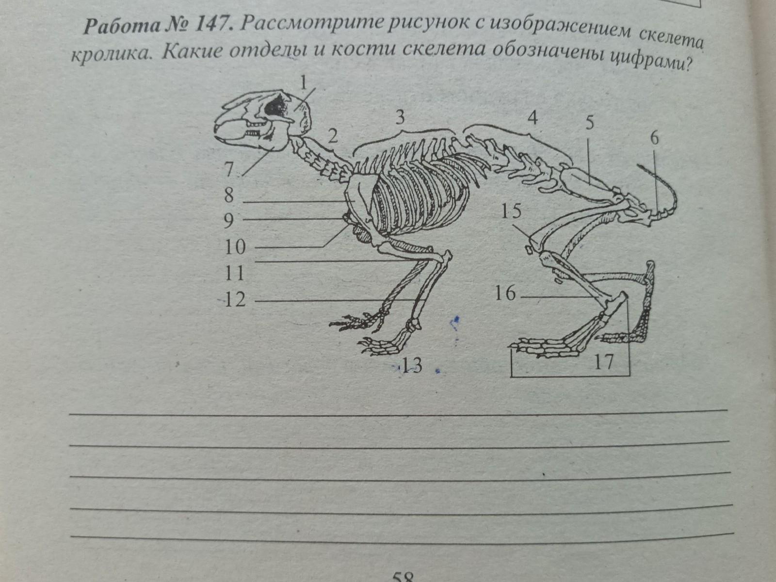 Рассмотрите рисунок и дайте ответы на вопросы