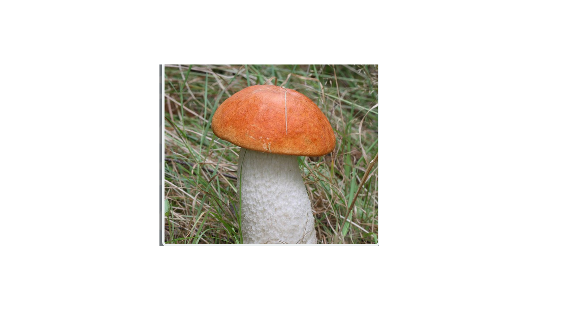 Грибы на букву т. Тырдык гриб. Гриб похожий на листик. Буква г похожа на гриб. Гриб из 9 букв.