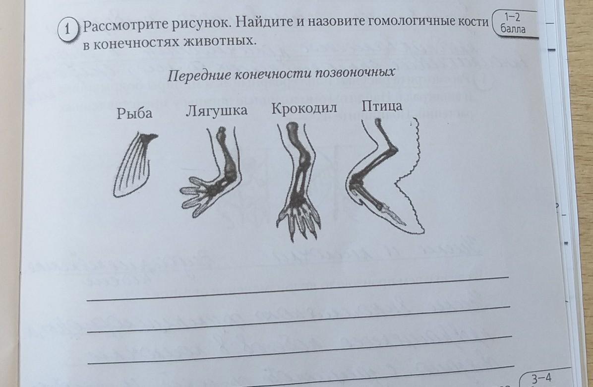 Рассмотрите рисунок опиши. Рассмотрите рисунок. Гомологичные кости в конечностях животных. Гомологичные кости в конечностях позвоночных животных. Рассмотрим рисунок 1.