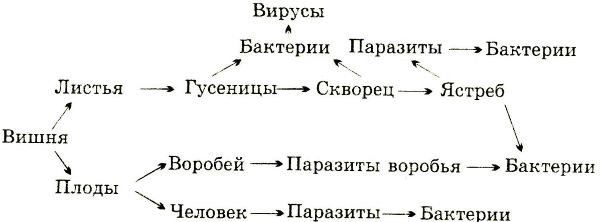 Урок в 5 классе «Пищевые связи в сообществах. Пищевые …