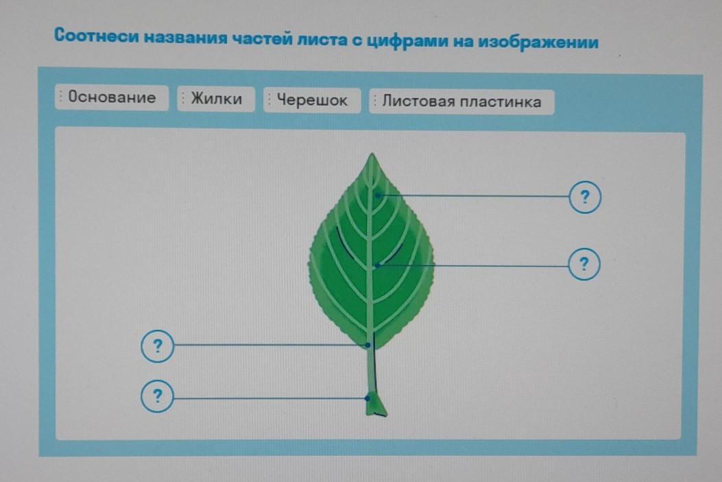 Части листьев