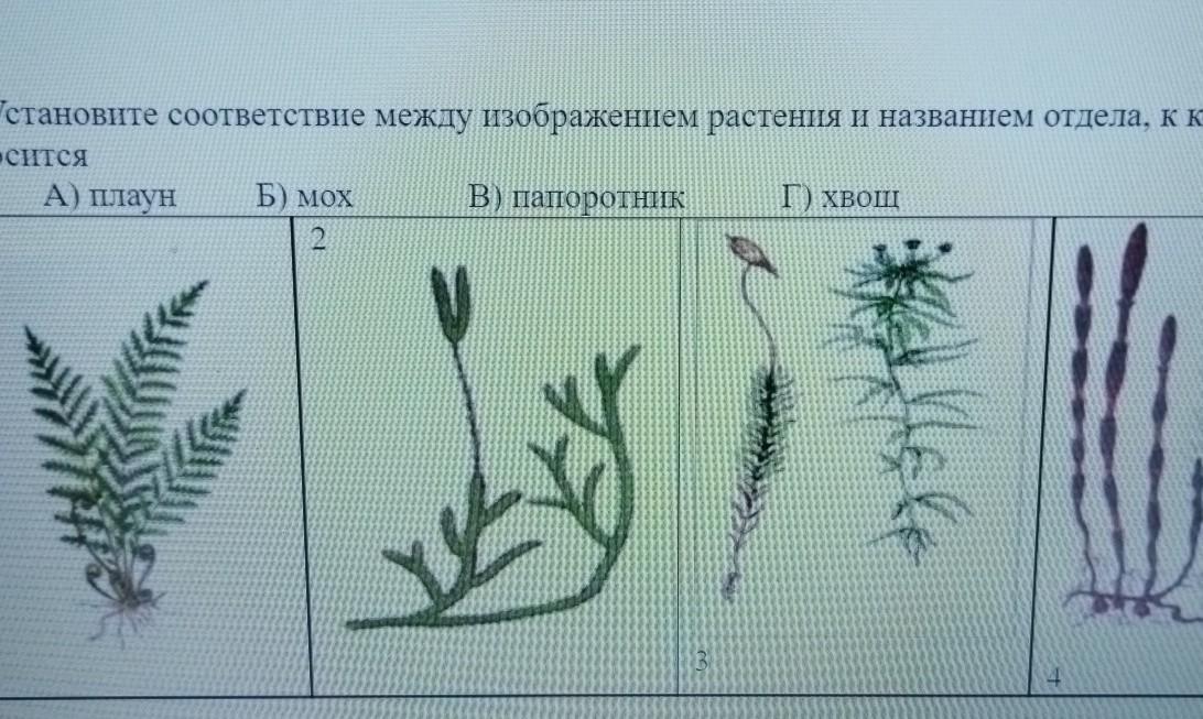 Какие отделы растений показаны на рисунке. Плаун годичный гербарий. Плаун годичный рисунок. Установите соответствие между изображениями и названиями растений..