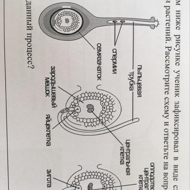 На представленном ниже рисунке ученик изобразил один из процессов жизнедеятельности растений