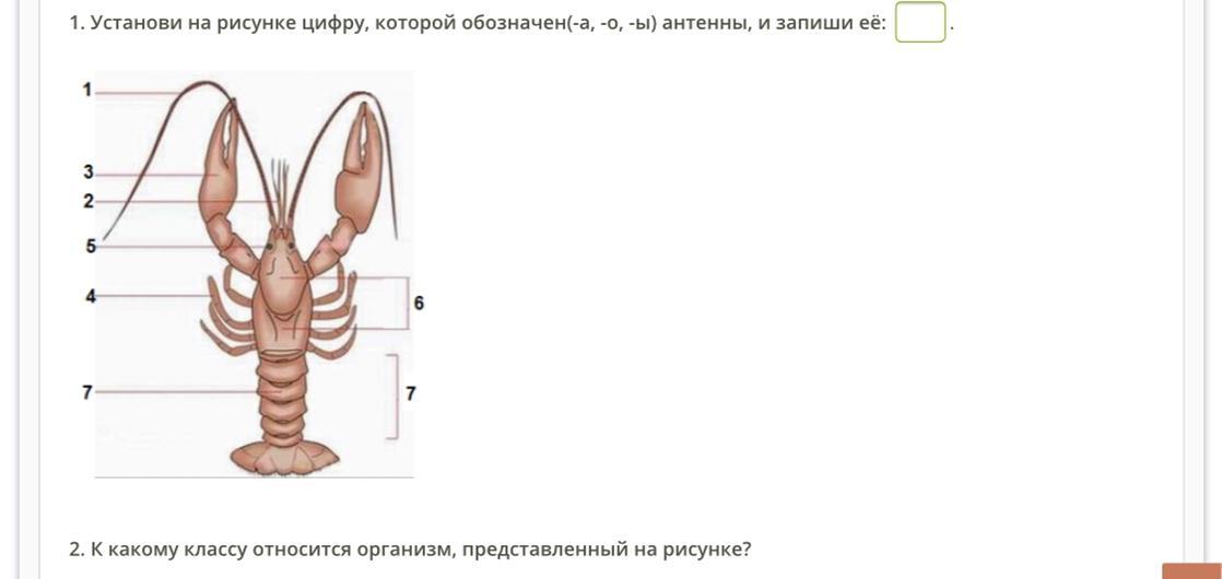 Запиши название органа обозначенного на рисунке цифрой 1 в именительном падеже