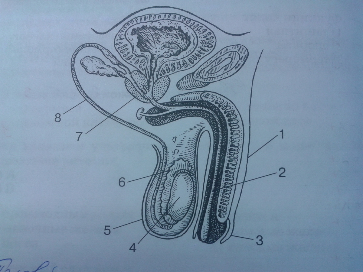 Мужской половой орган рисунок