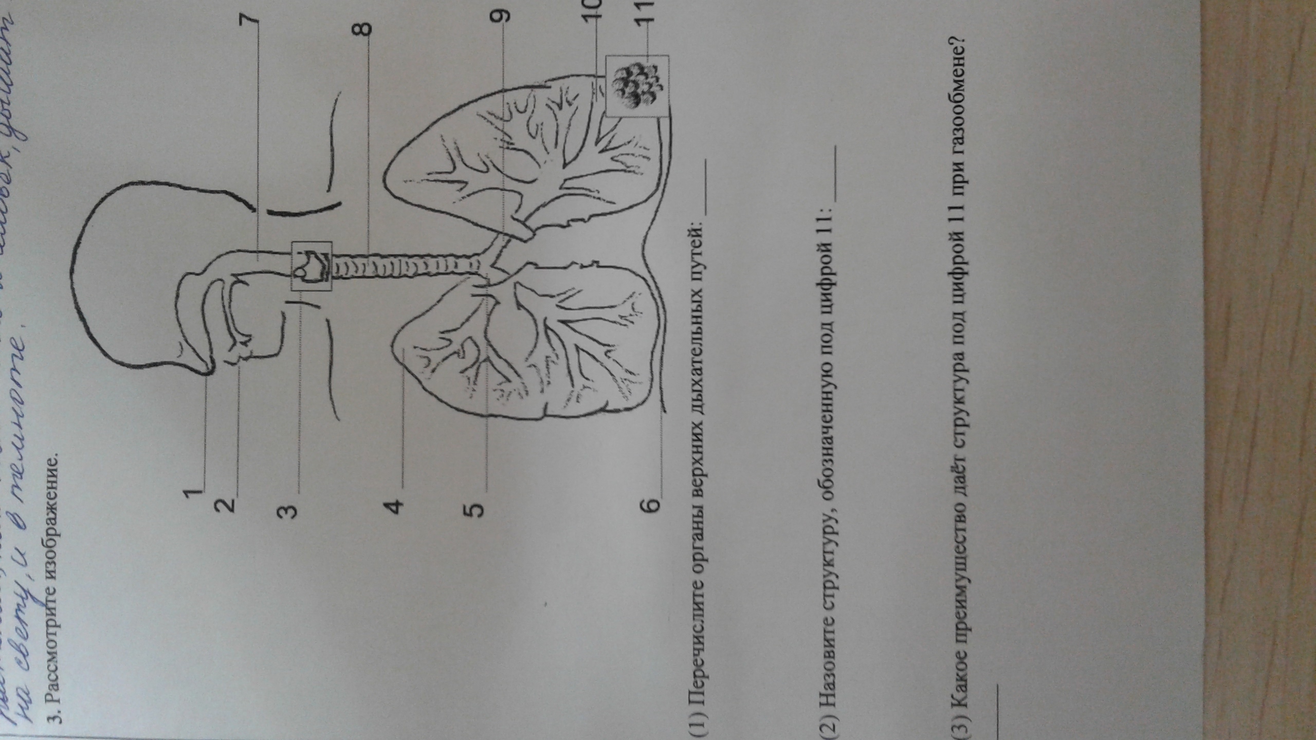 Рассмотрите рисунок напишите названия органов дыхания обозначенных цифрами