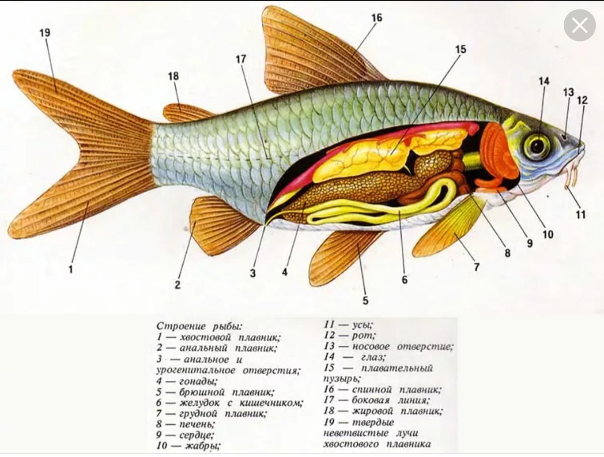 Внутреннее строение костистой рыбы