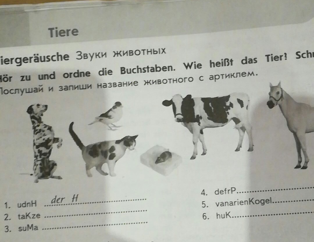 Запишите названия животных. Животные с артиклем an. Артикли с названиями животных. Немецкий язык 5 класс артикль животных. Животные в немецком языке названия с артиклями.