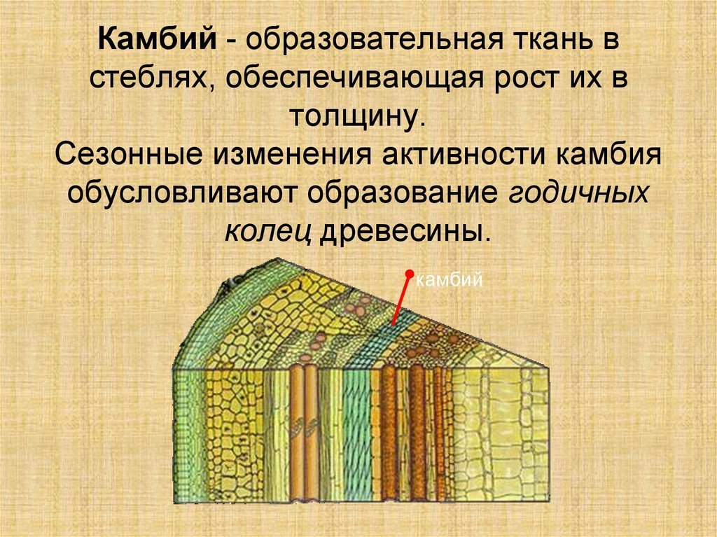 На рисунке изображен фрагмент внутреннего строения стебля многолетнего растения какой цифрой камбий