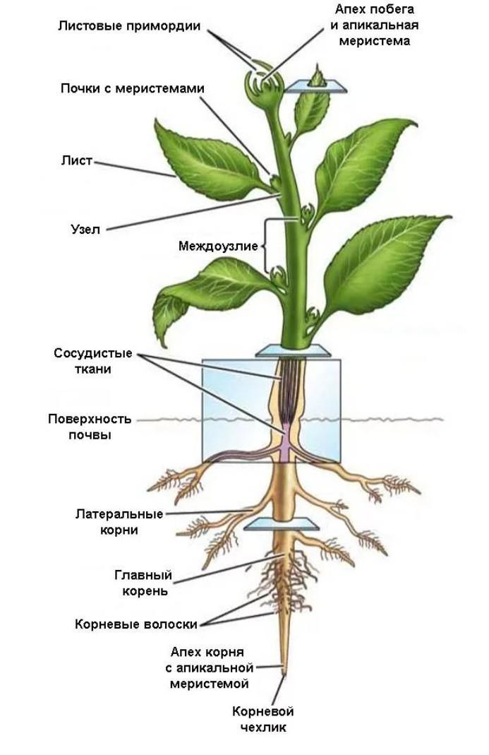 Корень это какой орган растения. Строение побега растения черешок. Строение части стебля корневища. Строение растения: корень, стебель, листья, цветок. Строение растений корневище, стебель, цветок.