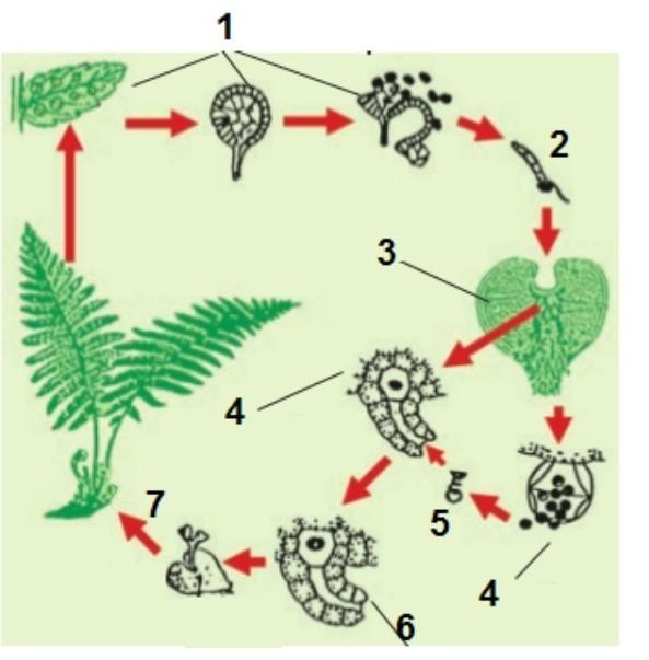 Какой цифрой на рисунке обозначен гаметофит