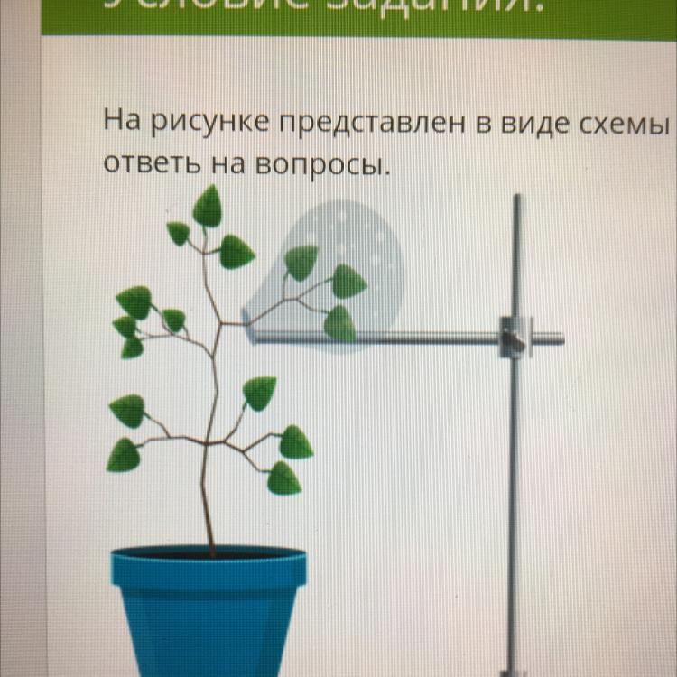 Ученик зафиксировал в виде схемы один из процессов жизнедеятельности растений