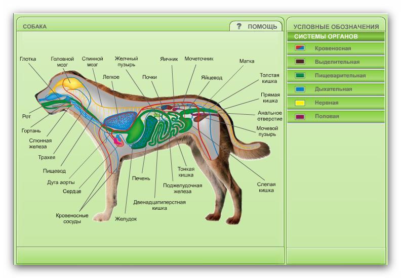 Внутренние органы собаки картинка