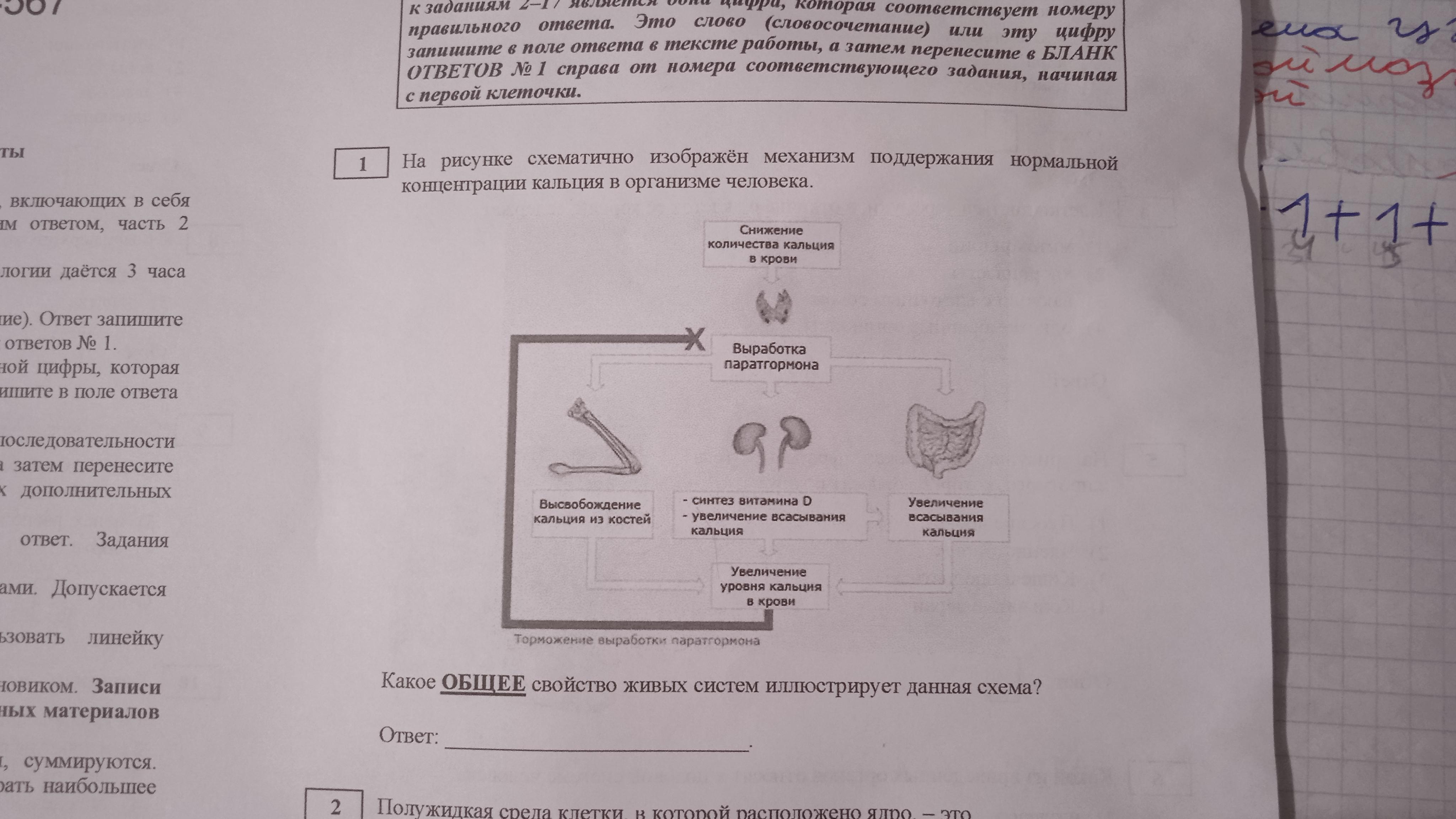 Что изображено на рисунке биология огэ