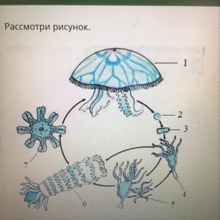 Рассмотрите рисунок обозначьте. Рассмотри рисунок.. Цианея жизненный цикл. Бадяга жизненный цикл. Корзинка Венеры жизненный цикл.