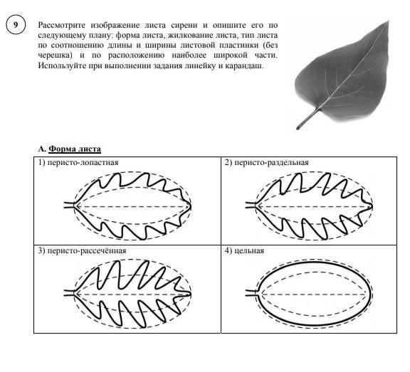 Опишите лист клена по следующему плану тип листа жилкование листа форма листа