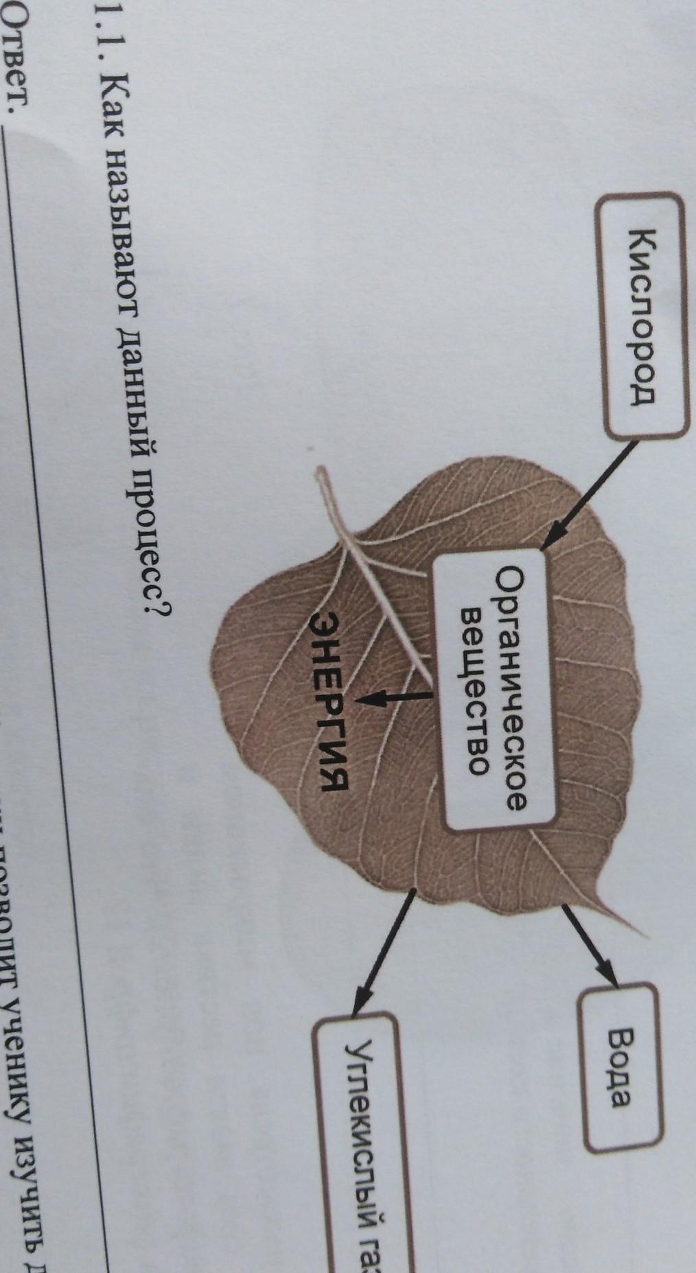На представленном рисунке ученик зафиксировал. Процесс жизнедеятельности растений рассмотрите схему. Схемы процессов жизнедеятельности растений ученик зафиксировал. Процессы жизнедеятельности растений 6 класс ВПР. На рисунке ниже ученик зафиксировал в виде схемы.