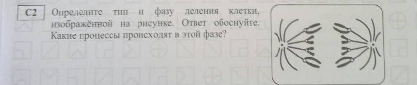 Назовите тип и фазу деления исходной гаплоидной клетки изображенный на схеме ответ