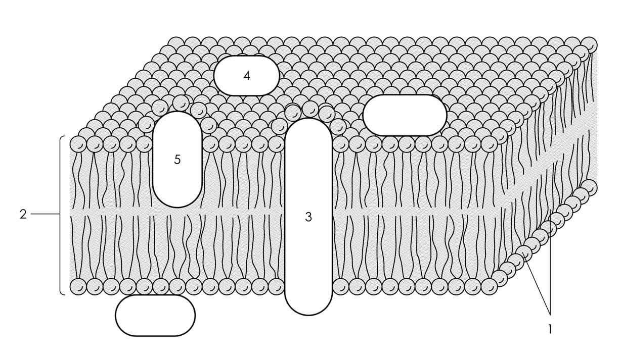Соотнесите объекты с их обозначениями на рисунке наружная мембрана