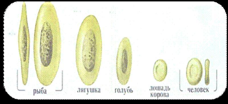 Укажите какой цифрой на рисунке обозначены эритроциты лягушки а какой эритроциты человека